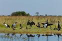 076 Okavango Delta, watervogels